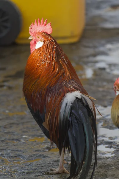 Gallos en la granja —  Fotos de Stock