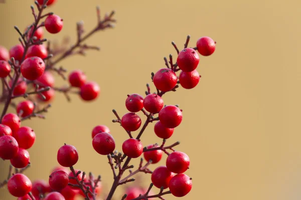 Baies rouges dans le jardin — Photo