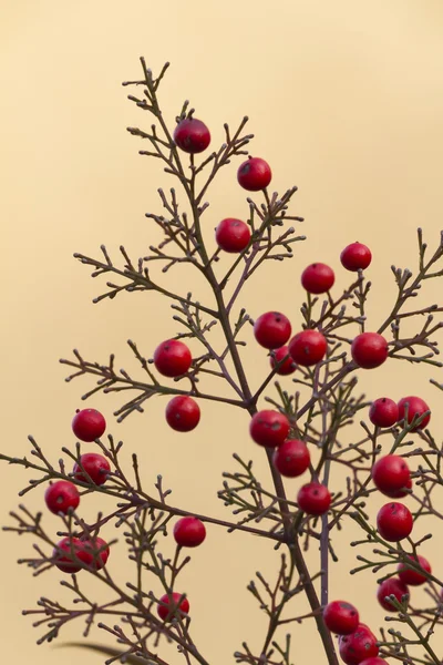 Baies rouges dans le jardin — Photo