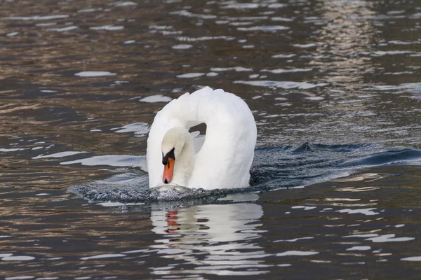 Gaviota y cisne en el lago —  Fotos de Stock