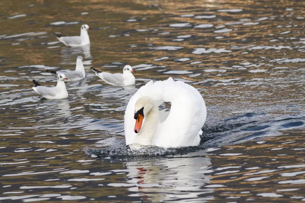 Чайка и лебедь на озере — стоковое фото
