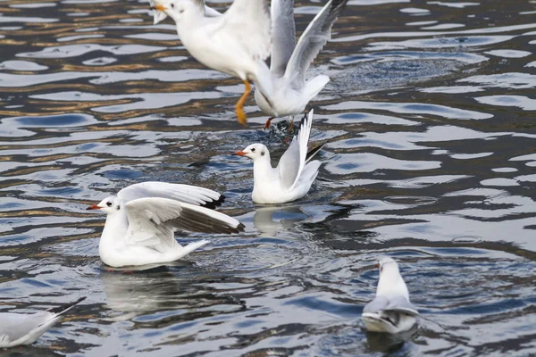 Måsen på sjön — Stockfoto