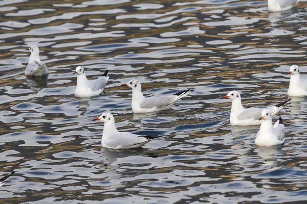 Möwe auf dem See — Stockfoto