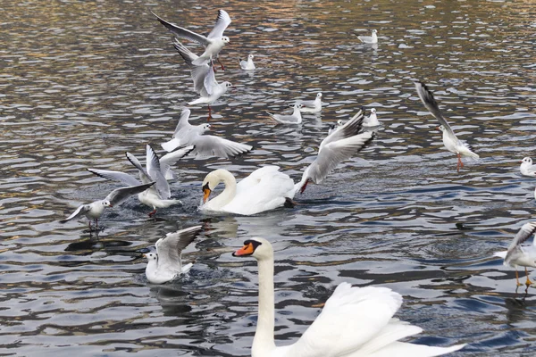 Gabbiano e cigno sul lago — Foto Stock