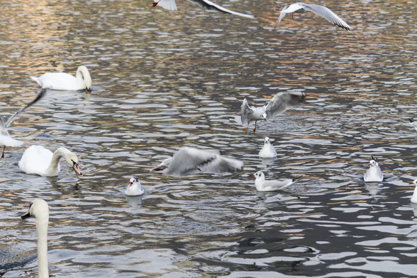 Gabbiano sul lago — Foto Stock