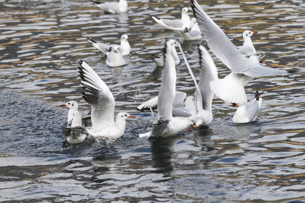 Måsen på sjön — Stockfoto