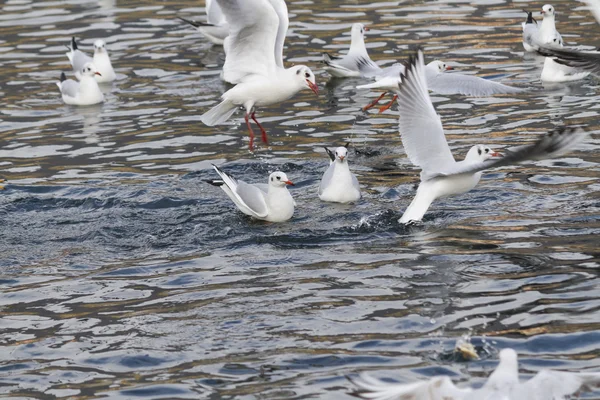 Måsen på sjön — Stockfoto