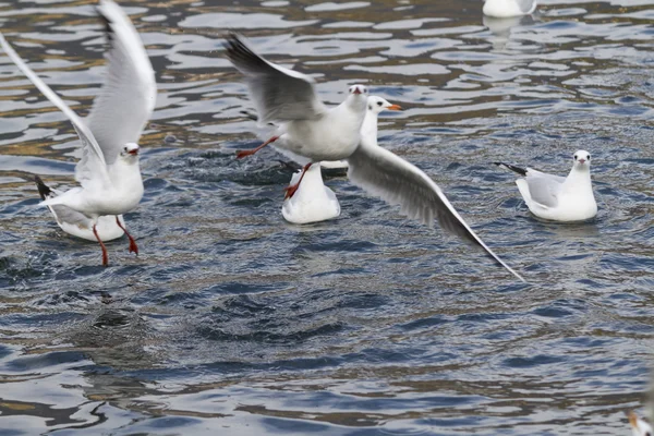 Måsen på sjön — Stockfoto