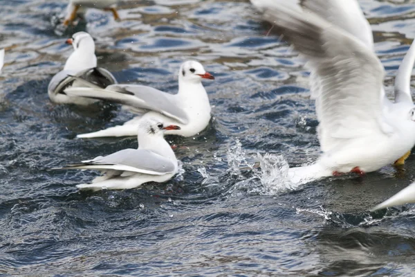 Seagull on lake — Stock Photo, Image