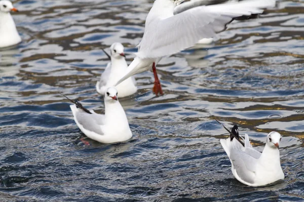 Måsen på sjön — Stockfoto