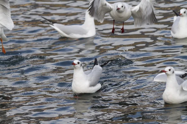 Gabbiano sul lago — Foto Stock