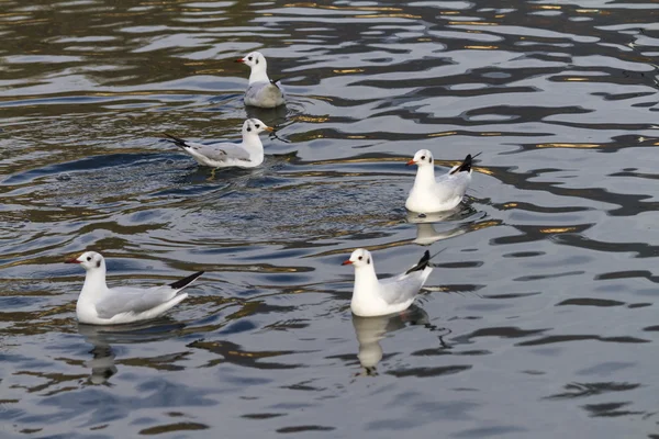 Gabbiano sul lago — Foto Stock