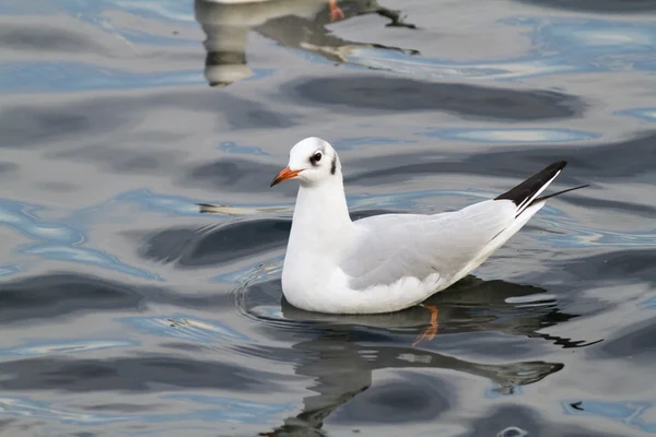 Gaviota en el lago — Foto de Stock