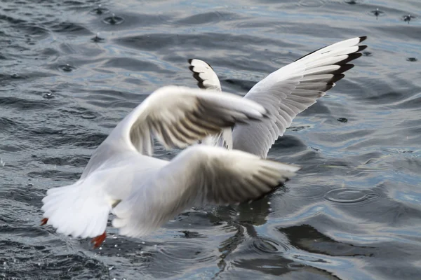 Seagull on lake — Stock Photo, Image