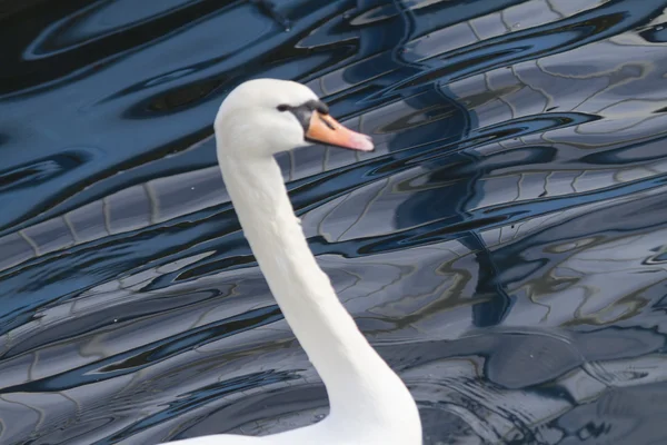 Cisne en el lago — Foto de Stock