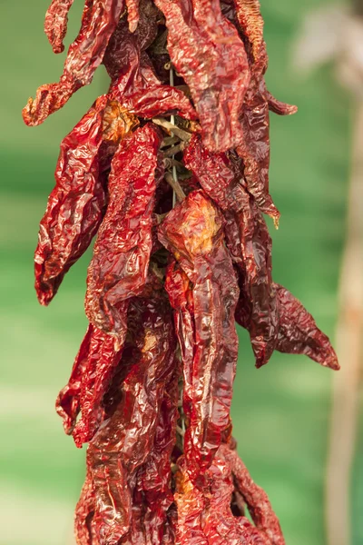Dried red chili — Stock Photo, Image