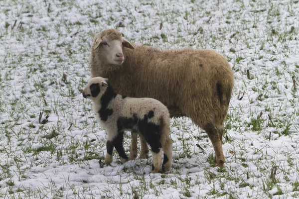 Sheep and lambs in the snow — Stock Photo, Image