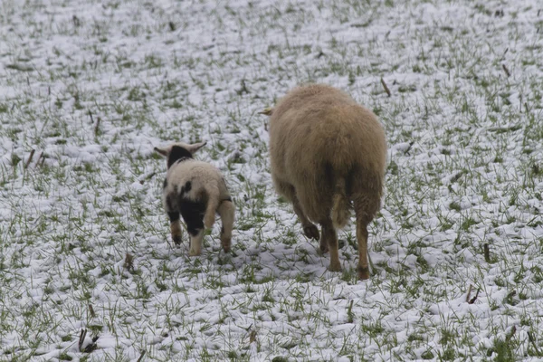 Moutons et agneaux dans la neige — Photo