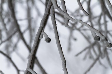Dondurulmuş çiğ dallar üzerinde