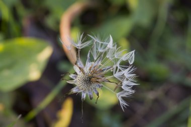 Çayırda ölü karahindiba