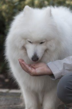 Beyaz samoyed