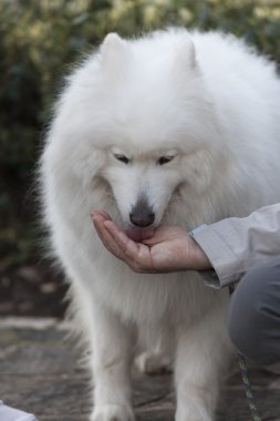 Beyaz samoyed
