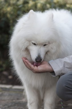 Beyaz samoyed