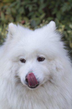 Beyaz samoyed