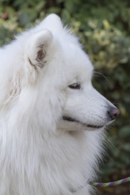 Beyaz samoyed