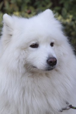 Beyaz samoyed