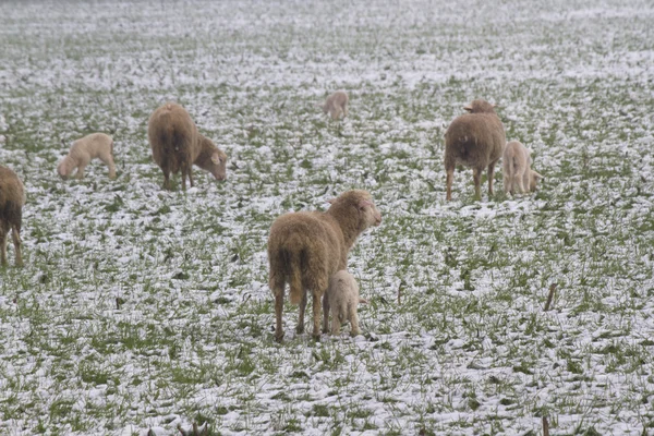 Овцы и ягнята в снегу — стоковое фото