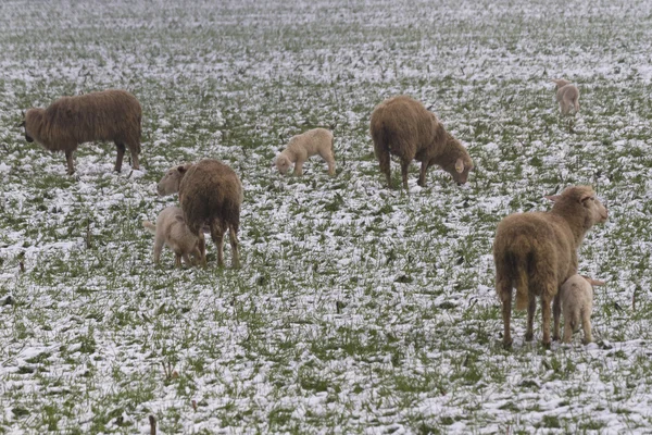 Sheep and lambs in the snow — Stock Photo, Image