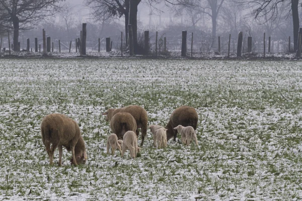 Овцы и ягнята в снегу — стоковое фото