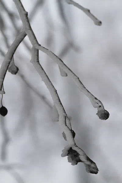 Rocío congelado en las ramas —  Fotos de Stock