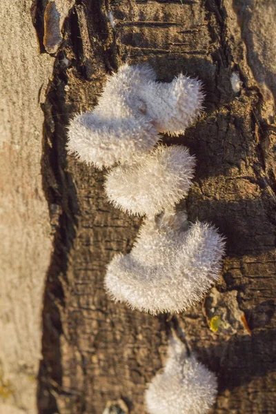 Pilze am Baumstamm — Stockfoto