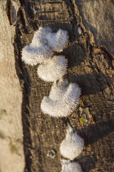 Pilze am Baumstamm — Stockfoto