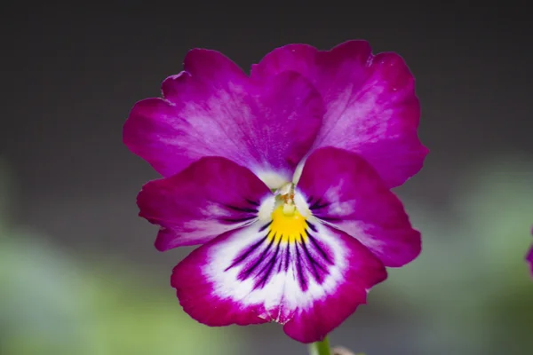 Violeta no outono — Fotografia de Stock