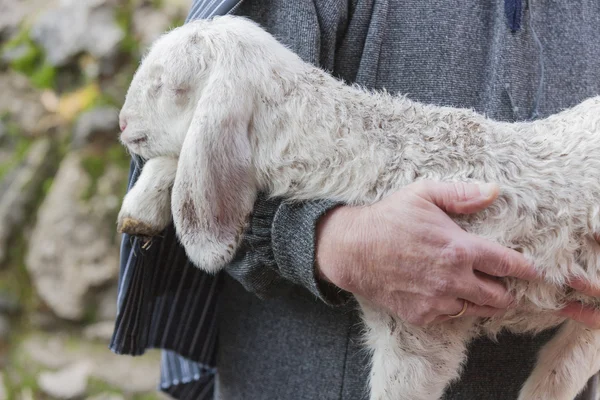 Çoban ile kuzu — Stok fotoğraf