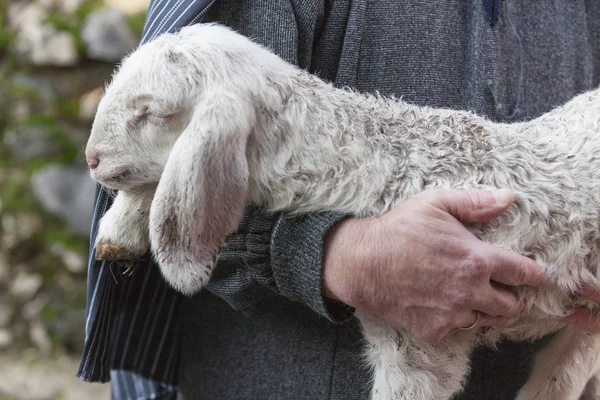 Lamb with shepherd — Stock Photo, Image