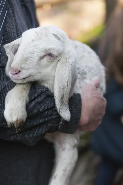 Lamb with shepherd — Stock Photo, Image