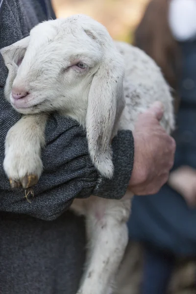 Lamm mit Hirte — Stockfoto