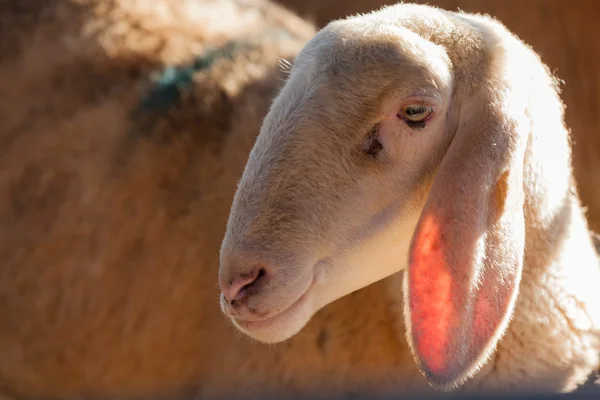 Sheep in the pen — Stock Photo, Image