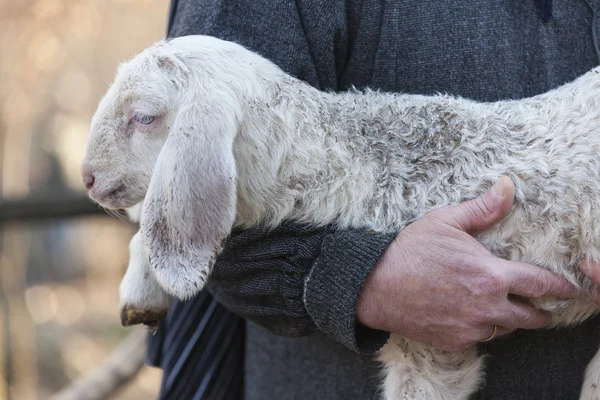 Баранина з вівчарка — стокове фото