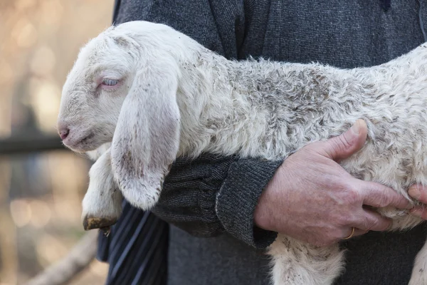 Lamb with shepherd — Stock Photo, Image