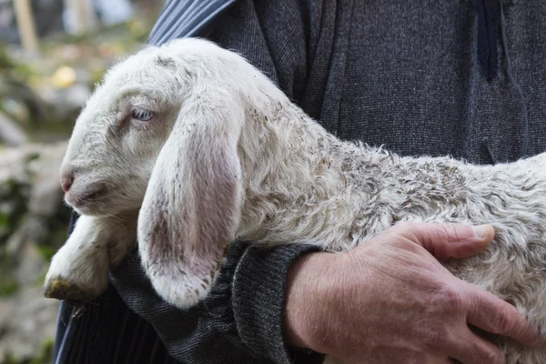Баранина з вівчарка — стокове фото