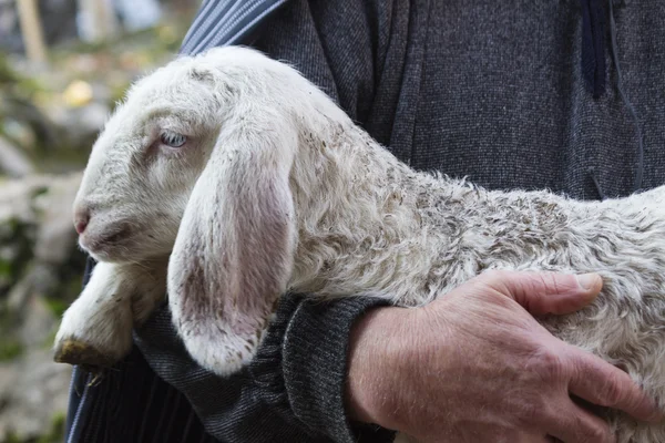 Lamb with shepherd — Stock Photo, Image