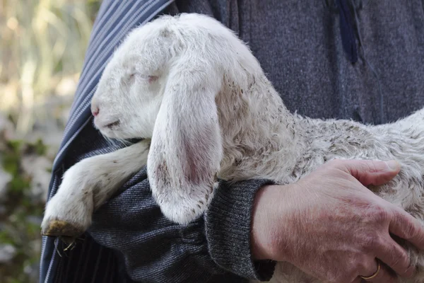 Lamm med herden — Stockfoto