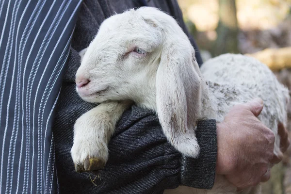 Lamm med herden — Stockfoto