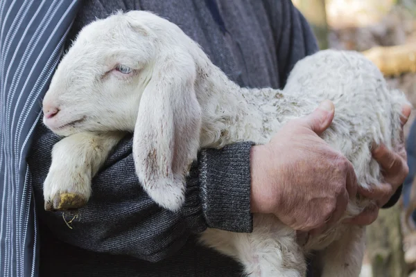 Lamb with shepherd — Stock Photo, Image