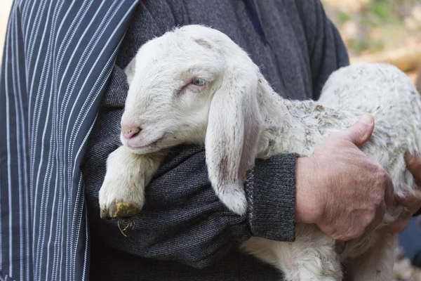 Lamm med herden — Stockfoto